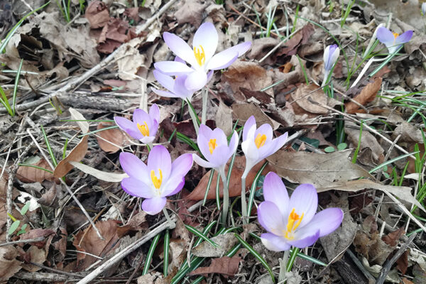 Vergänglichkeit ist ein fruchtbares Wunder
